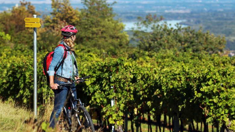 Weingarten mit Blick auf die Donau, © weinfranz.at