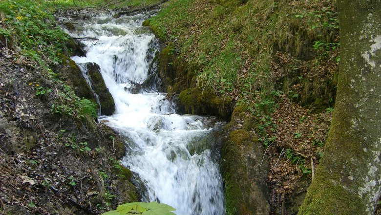 Ein kleiner Wasserfall im Wald, umgeben von B&auml;umen und Moos.