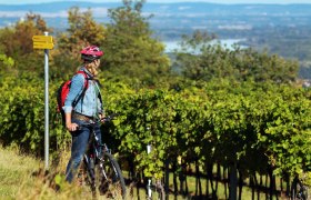 Weingarten mit Blick auf die Donau, © weinfranz.at