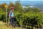 Weingarten mit Blick auf die Donau, © weinfranz.at