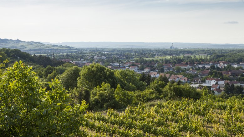 Aussicht Weinberge in Traismauer, © Stadtgemeinde Traismauer, David Schreiber