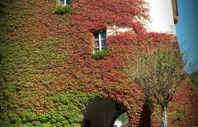 Ein historisches Gebäude mit Efeu bewachsen, das einen Torbogen hat.